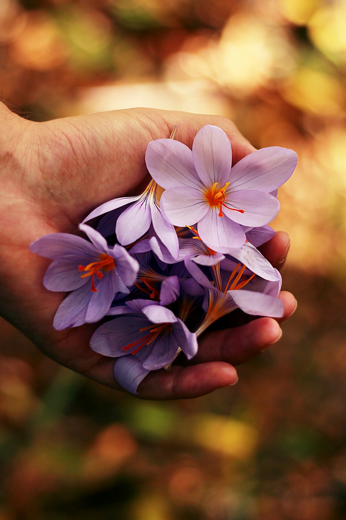 Violet flowers resting gently in an open palm